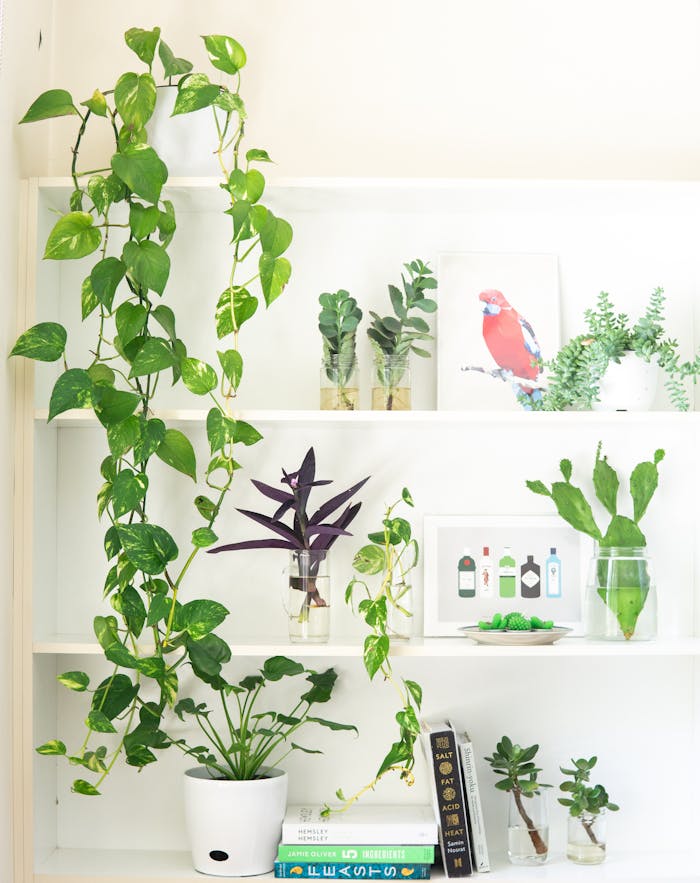 team-01 A well-styled indoor shelf featuring a variety of houseplants and framed artwork.